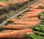 Mid Maturity Fresh Consumption And Processing Of Nantes Carrot heirloom non-gmo organic garden seeds