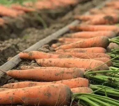 Mid Maturity Fresh Consumption And Processing Of Nantes Carrot heirloom non-gmo organic garden seeds