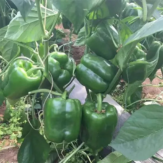 Mid Maturity, Good Storage And Transportation Strong Disease Resistance Pepper heirloom non-gmo organic garden seeds