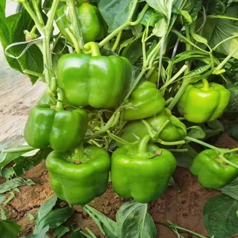 Mid Maturity, Good Storage And Transportation Strong Disease Resistance Pepper – Heirloom, Non-GMO, High Germination Organic Garden Seeds