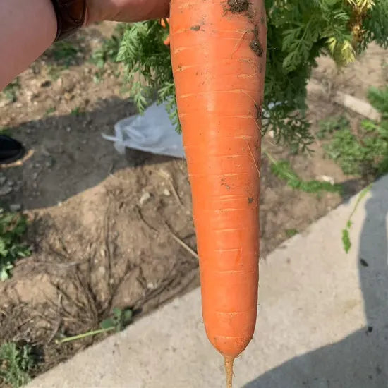 Mid Maturity High End Preferred Carrot – Heirloom, Non-GMO, High Germination Organic Garden Seeds