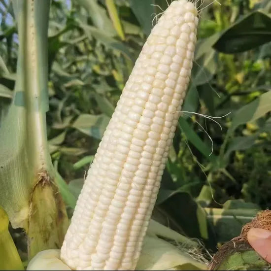 Mid Maturity, High Quality And High Yield, Good Adaptability Sweet Corn heirloom non-gmo organic garden seeds