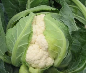 Mid Maturity Long Harvest Period Cauliflower – Heirloom, Non-GMO, High Germination Organic Garden Seeds
