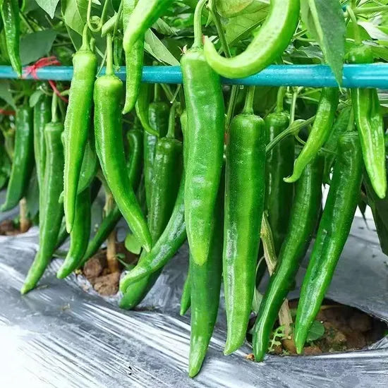 Mid Maturity Pepper Hybrid Antiviral Disease High Quality Variety Pepper heirloom non-gmo organic garden seeds