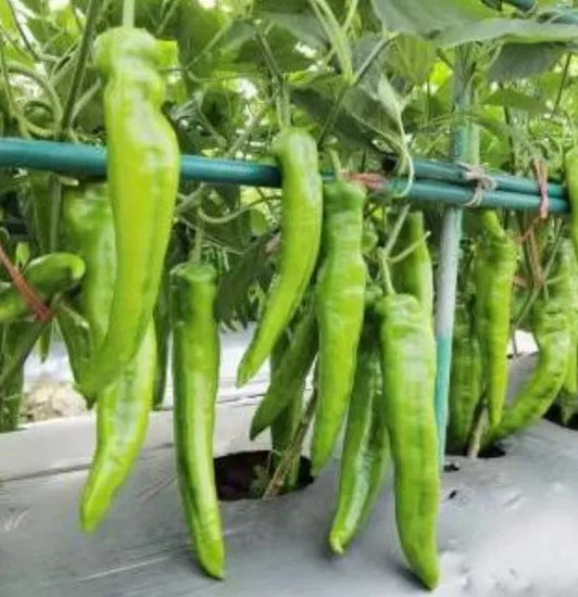 Mid Maturity Pepper Hybrid Antiviral Disease High Quality Variety Pepper – Heirloom, Non-GMO, High Germination Organic Garden Seeds