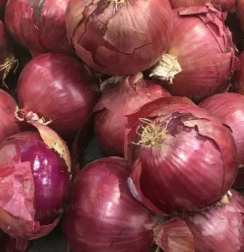 Mid Maturity Purplish Red Hybrid Good Disease Resistance Onion heirloom non-gmo organic garden seeds