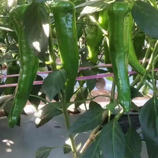 Mid Maturity, Slightly Spicy, Disease Resistant Pepper heirloom non-gmo organic garden seeds