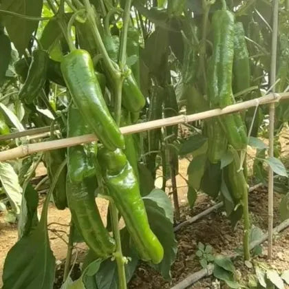 Mid Maturity, Slightly Spicy, Disease Resistant Pepper – Heirloom, Non-GMO, High Germination Organic Garden Seeds