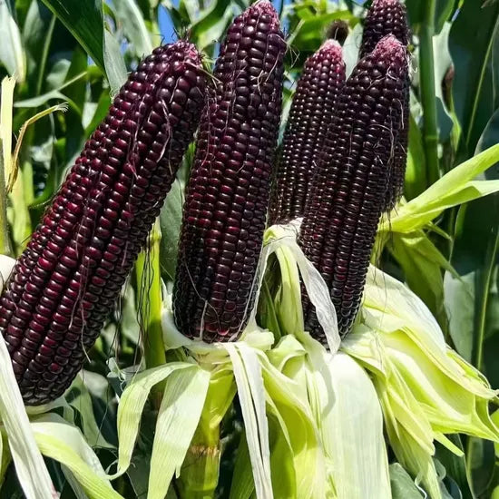 Mid Maturity, Storage And Transportation Resistant, High Nutrition Sweet Corn heirloom non-gmo organic garden seeds