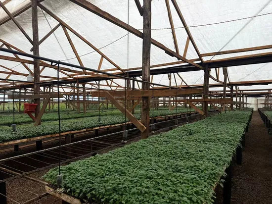 Mid Maturity Transportation Strong Disease Resistance Pepper For Sowing heirloom non-gmo organic garden seeds