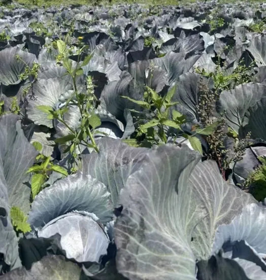 Mid Maturity Vigorous Growing Good Disease Resistance Purple Red Cabbage heirloom non-gmo organic garden seeds