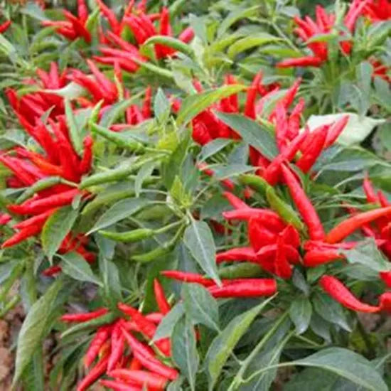Mid Maturity, Vigorous Growth Strong Spicy Taste Pepper heirloom non-gmo organic garden seeds