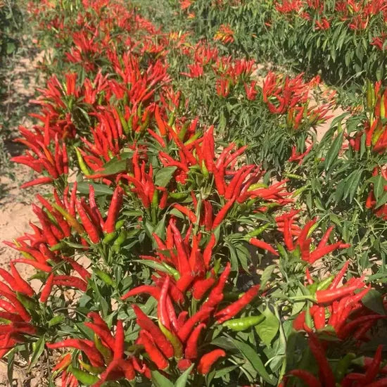 Mid Maturity, Vigorous Growth Strong Spicy Taste Pepper – Heirloom, Non-GMO, High Germination Organic Garden Seeds
