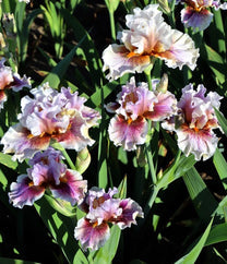 Midwest Pizzazz Tall Bearded Iris