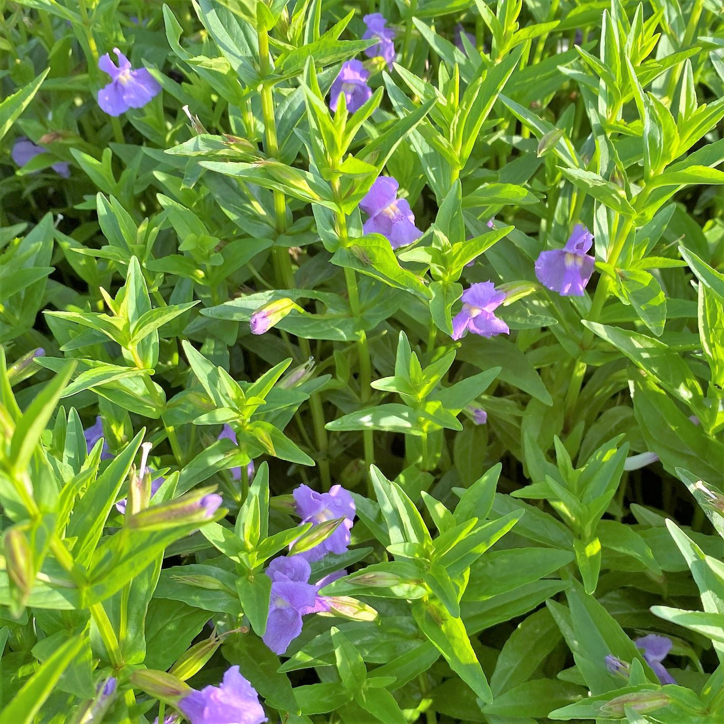 Lavender Musk Seeds