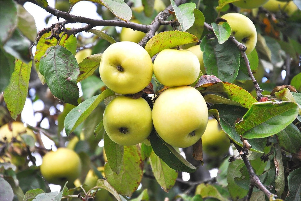 Ozark Gold Apple (Malus domestica) Seeds