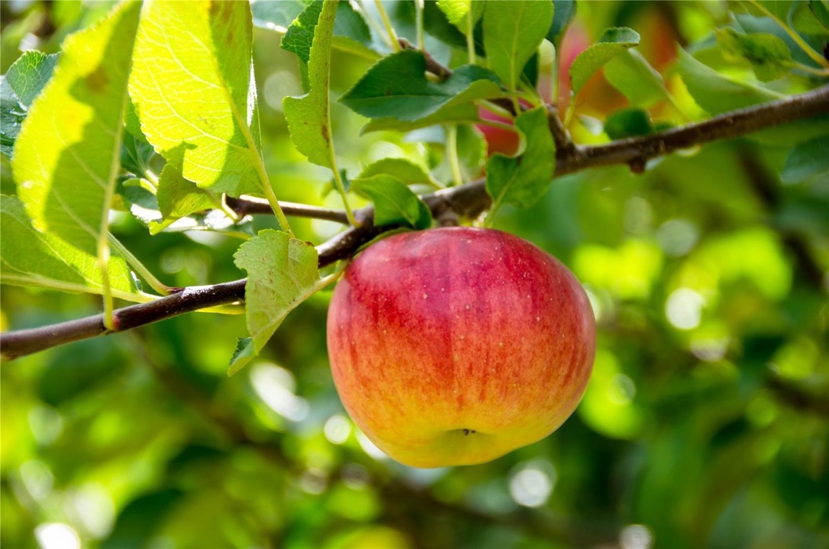 Topaz Apple – Crisp and Tart Apple Variety (Malus domestica)