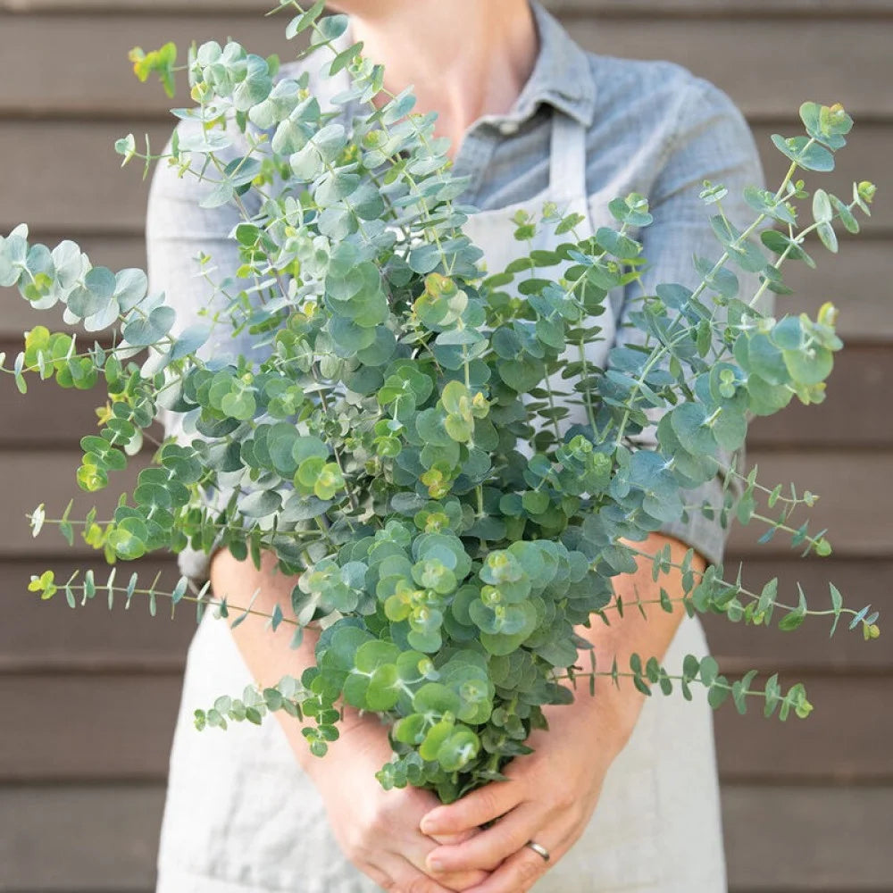 Eucalyptus Seeds - Baby Blue Bouquet