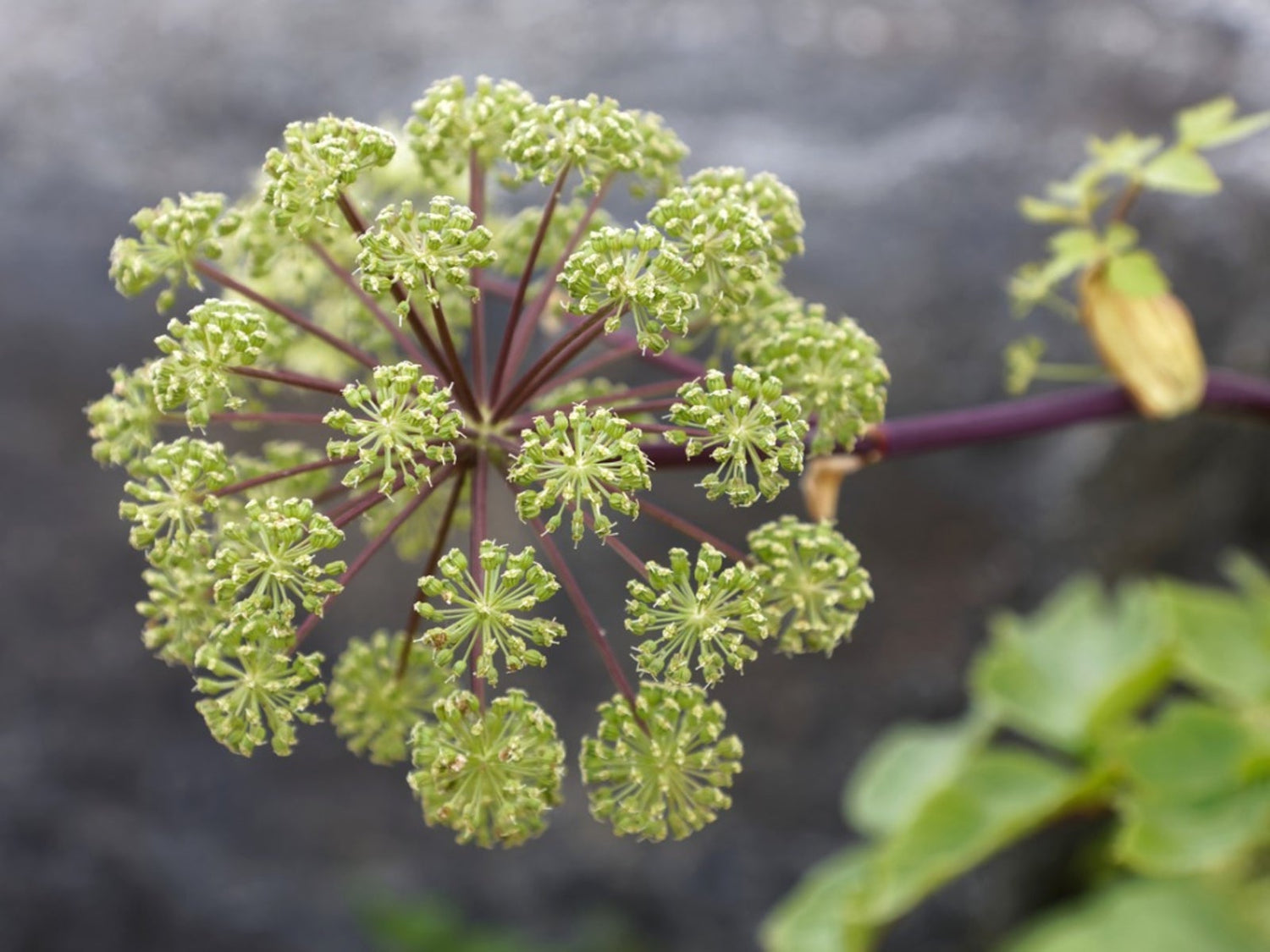 Angelica Herb Seeds for Medicinal and Aromatic Herb Gardens – Fresh Herb for Your Garden