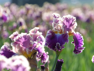 Montmartre Tall Bearded Iris