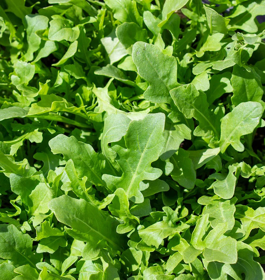 Arugula Standard Salad Arugula Seed