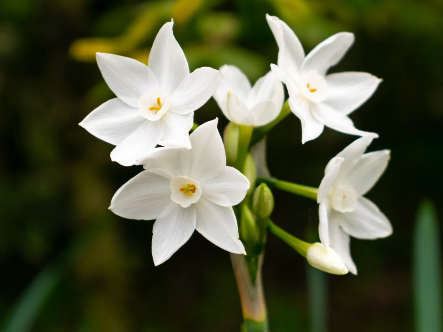 Narcissus Mammoth Paperwhite Seeds