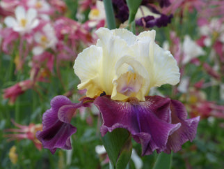 Muscle Shoals Tall Bearded Iris