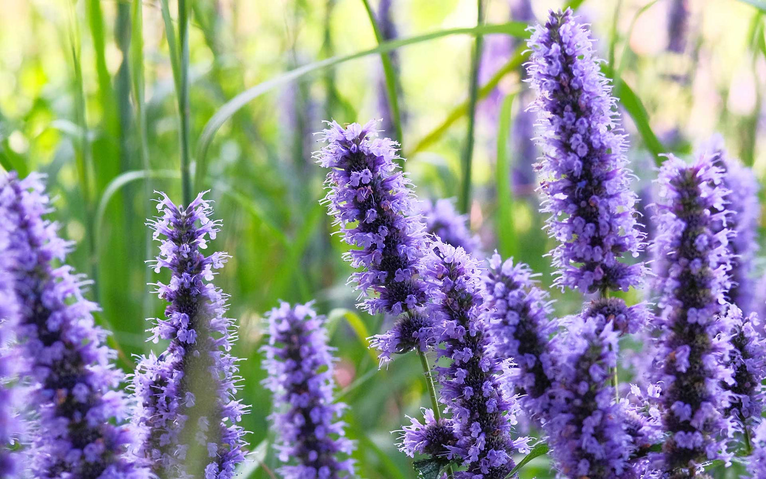 Hyssop Seeds