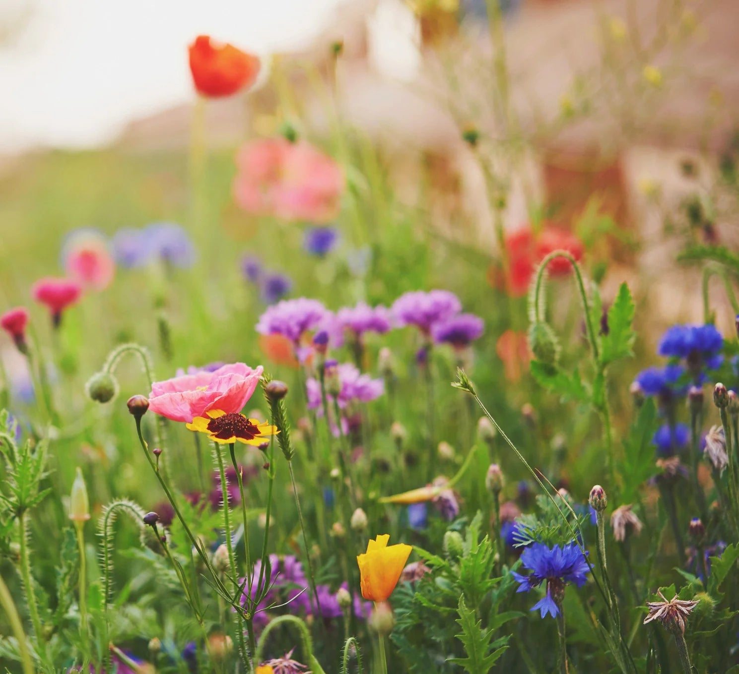 Vermont Wildflower Seed Mix