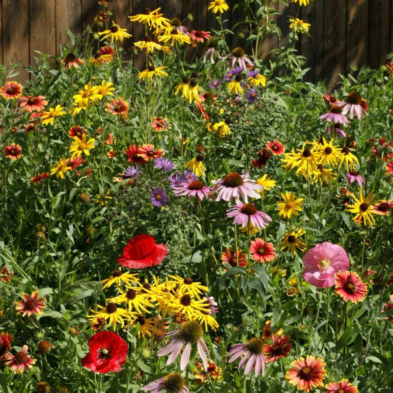 Kansas Wildflower Seed Mix