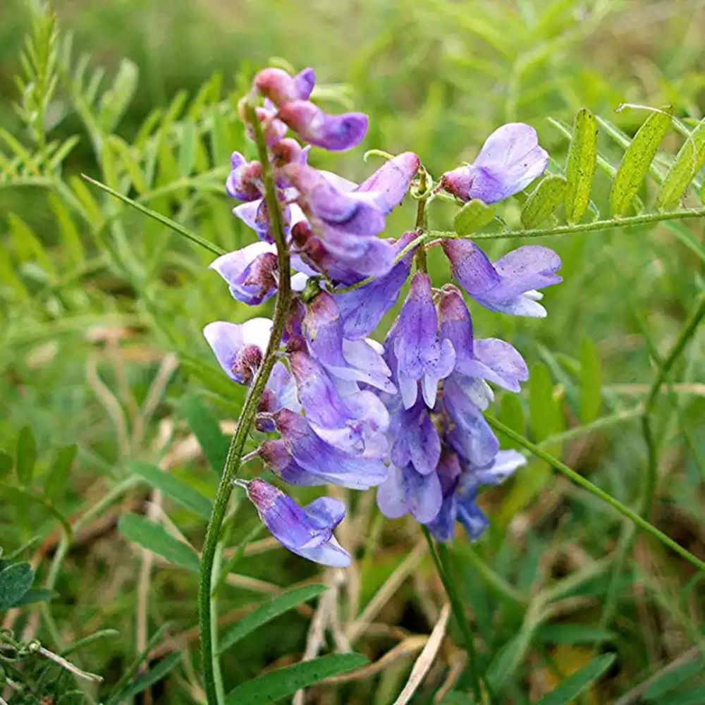 Blue Vetch Flower Seeds for Planting – Organic, Heirloom, Non-GMO Cover Crop Seeds