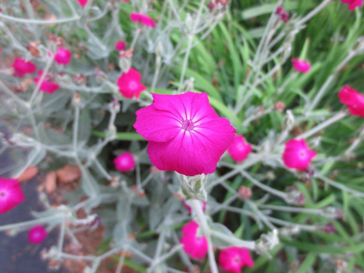 Rose Campion Magenta Flower Seeds