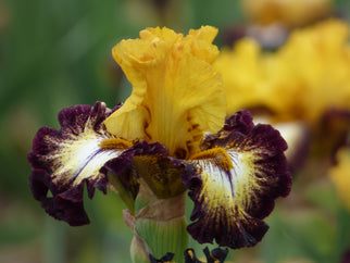 Magic Ring Tall Bearded Iris