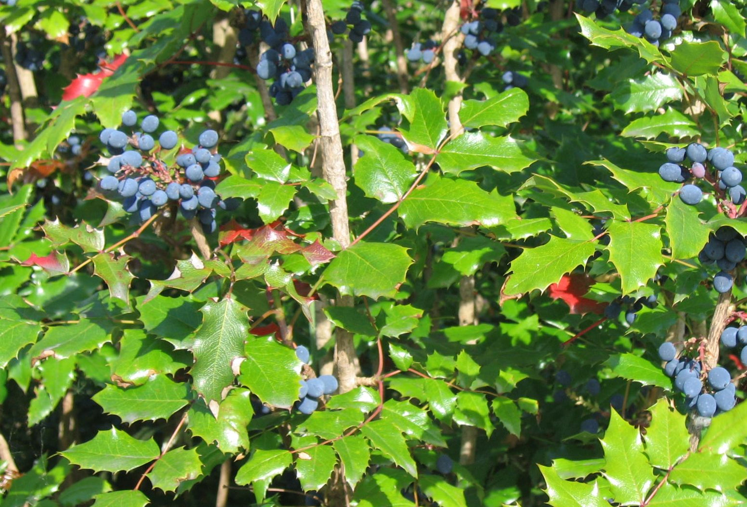 Oregon Grape (Mahonia aquifolium) Seeds