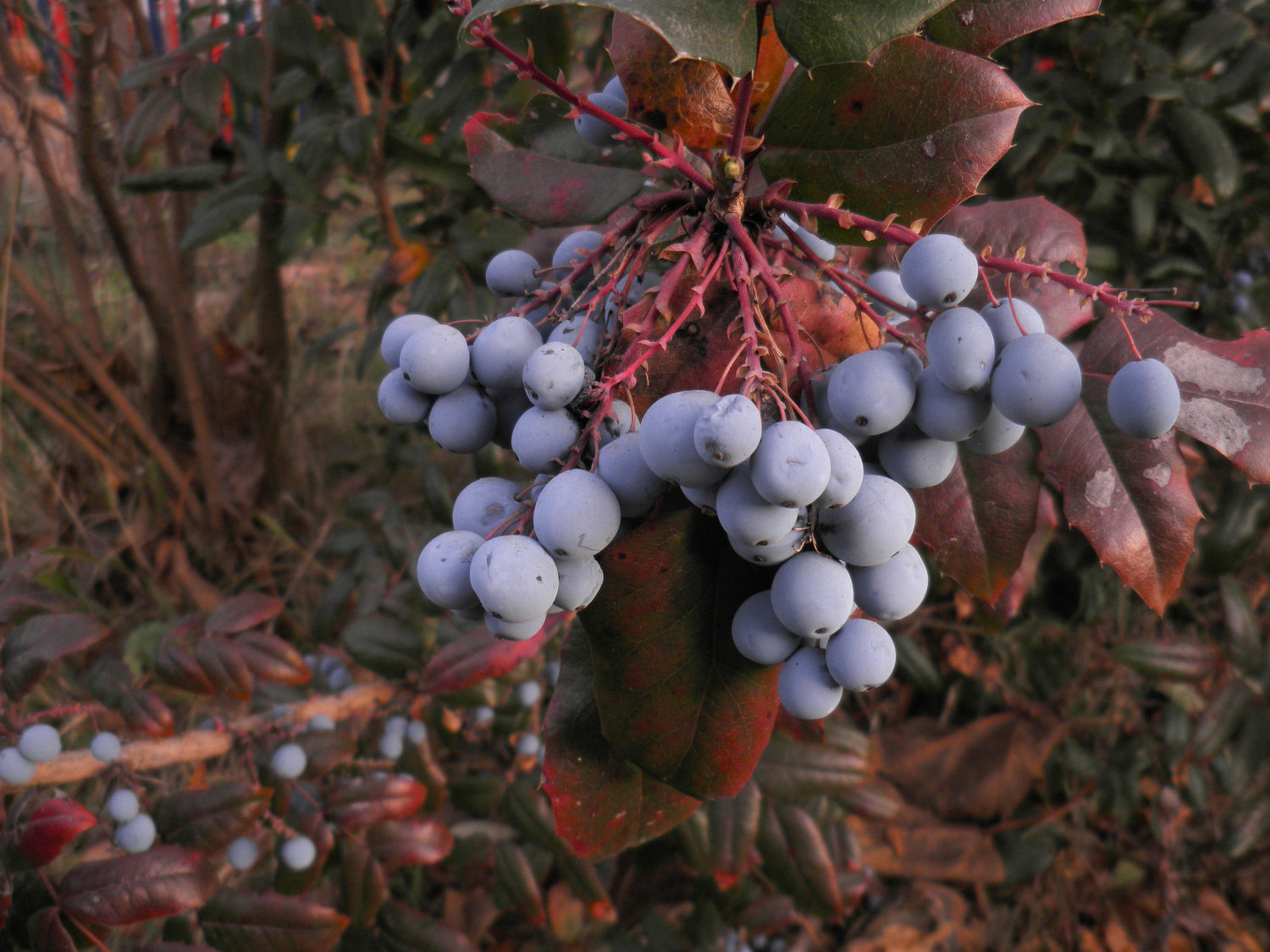 Oregon Grape (Mahonia aquifolium) Seeds