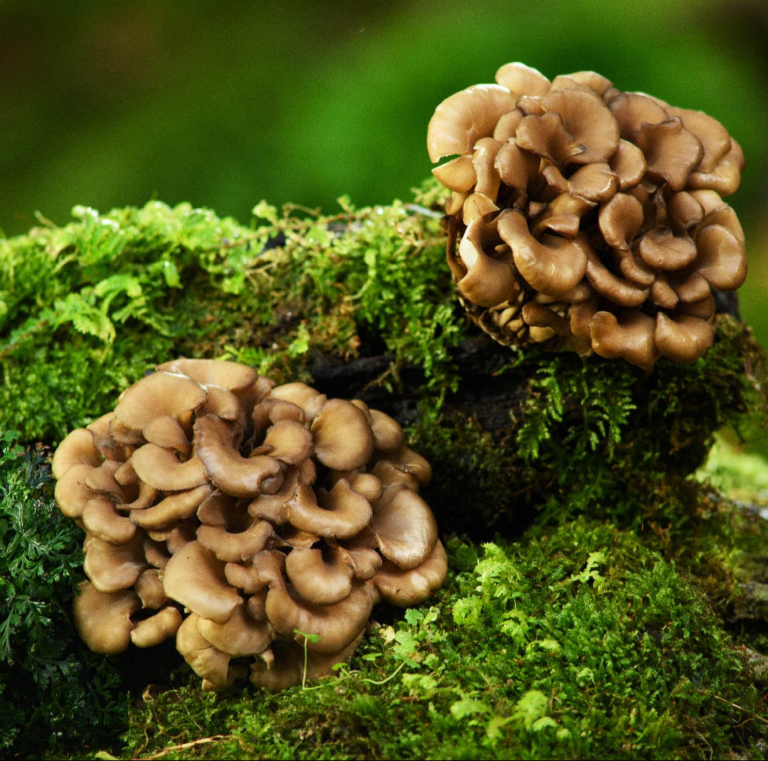 Maitake (Hen of the Woods) Mushrooms Vegetable Seeds for Home & Garden Planting – High Yield & Easy to Grow