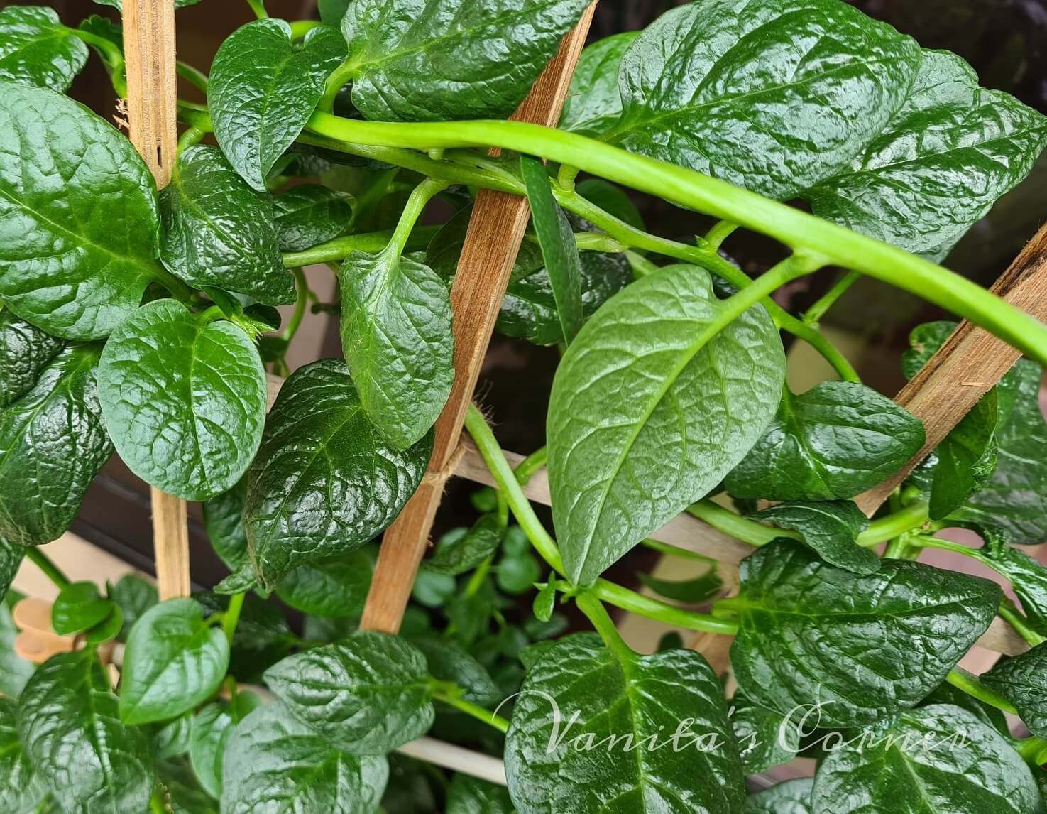 Giant Malabar Spinach Seeds