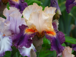 Malheur Tall Bearded Iris