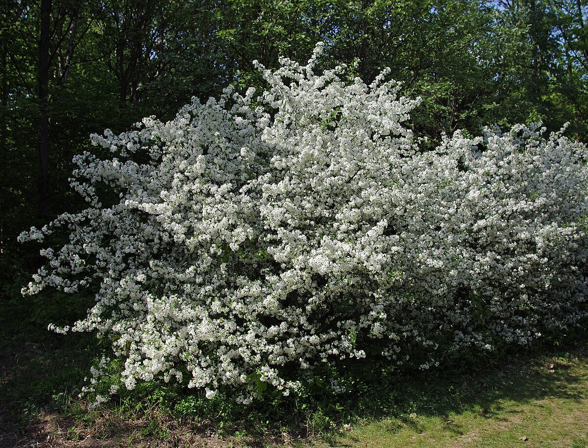 Sargent s Crabapple Tree Premium Seeds Malus sargentii Fall Plants – Heirloom, Non-GMO, High Germination Organic Garden Seeds