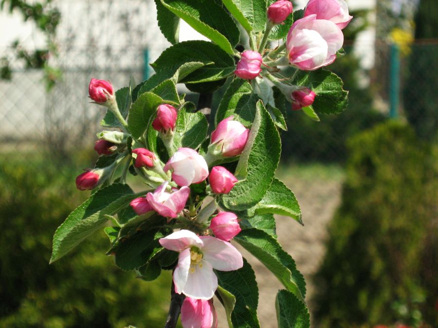 Malus Sieversii (Wild Apple) Seeds