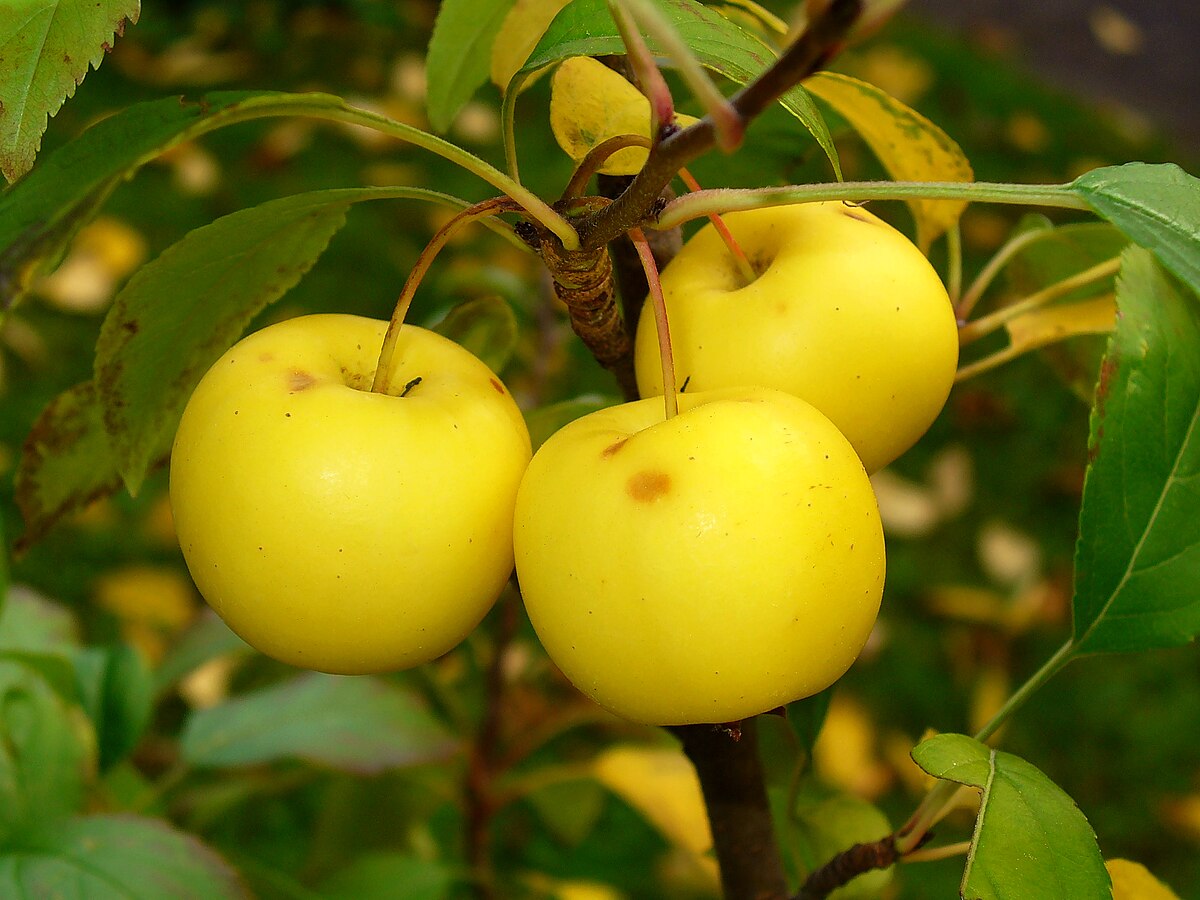 French Wild Apple Premium Seeds Malus sylvestris Fruit Plants – Heirloom, Non-GMO, High Germination Organic Garden Seeds