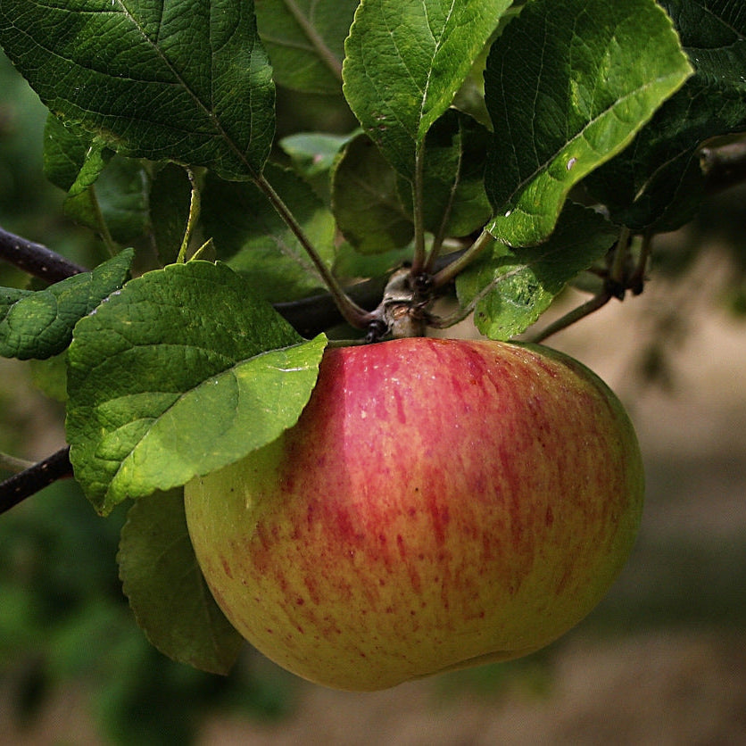 Gardener holding Malus pumila Apple Tree Seeds - Perennial Fruit Seeds
