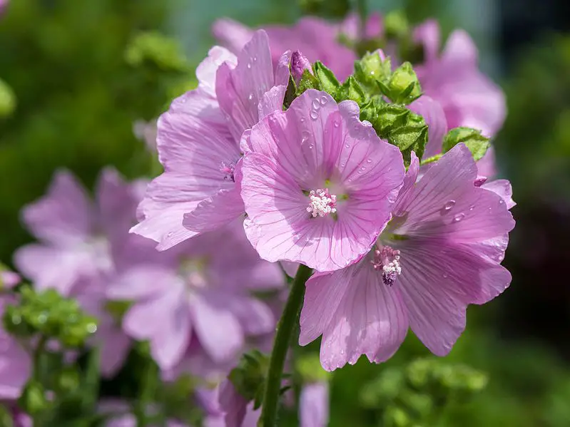 Rose Mallow Malva sylvestris flower seeds for planting in backyard garden beds