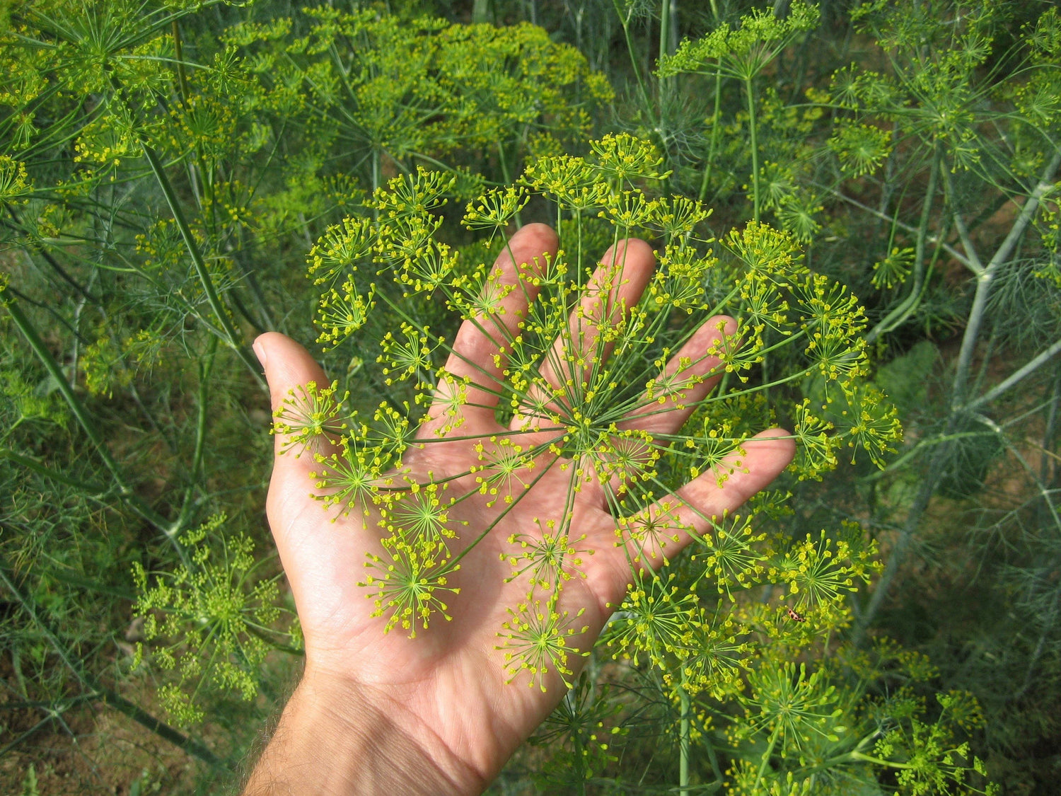 Dill Seeds - Long Island Mammoth