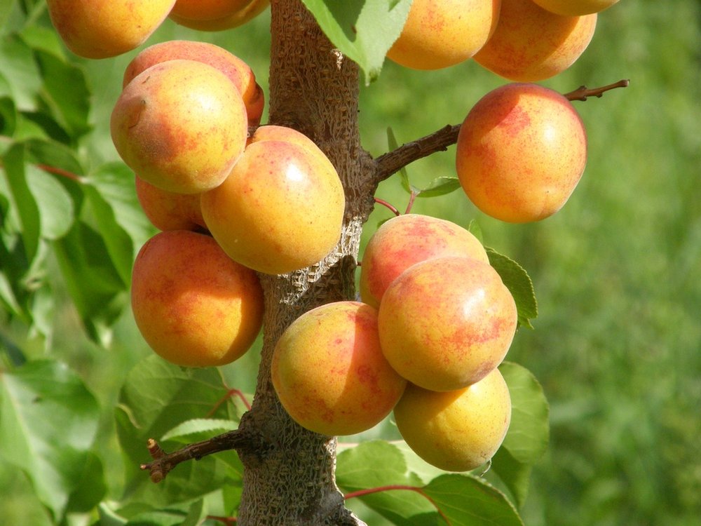 Manchurian Apricot (Prunus mandshurica) Seeds