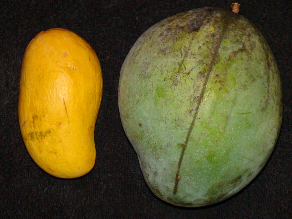 Keitt Mango (Mangifera indica)