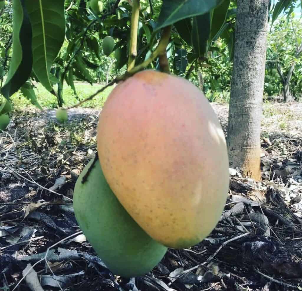 Saigon Mango – Sweet and Juicy Tropical Fruit from Vietnam