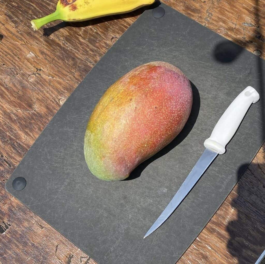 Lancetilla Mango (Mangifera indica)