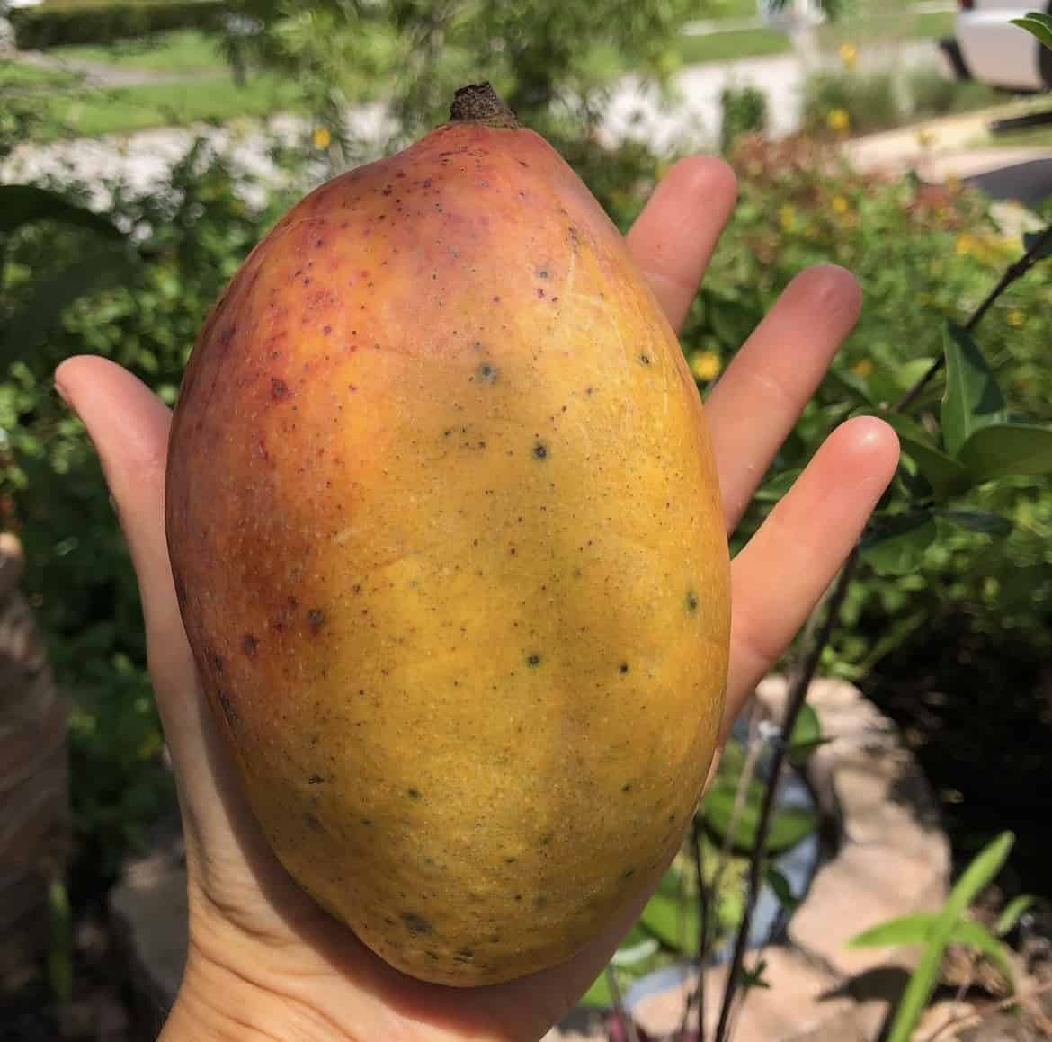 Pickering Mango (Mangifera indica) – Sweet and Flavorful Tropical Mango