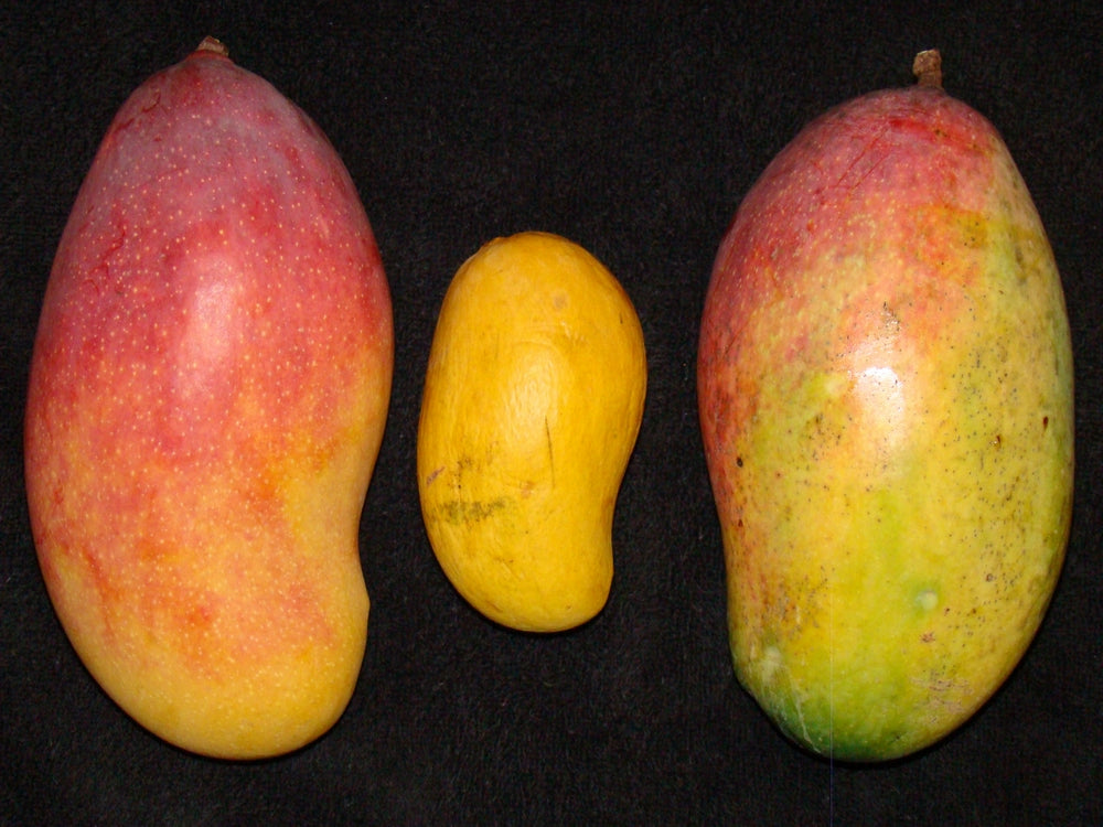 Valencia Pride Mango (Mangifera indica) – Sweet, Juicy, and Fiber-Free Mango with Rich Tropical Flavor